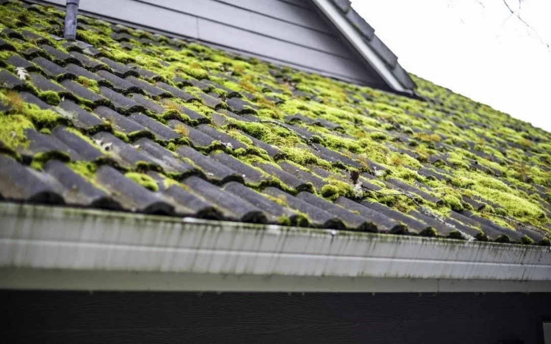 How Moss Can Affect Your Home’s Roof